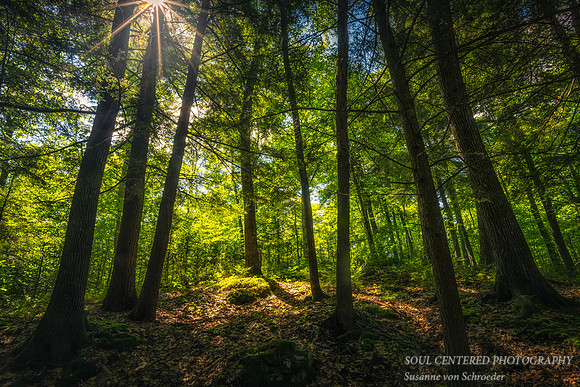 Summer forest in sunlight