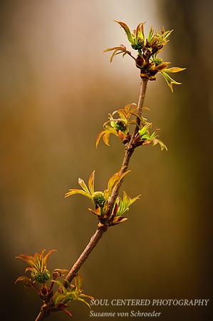 Elderberry branch