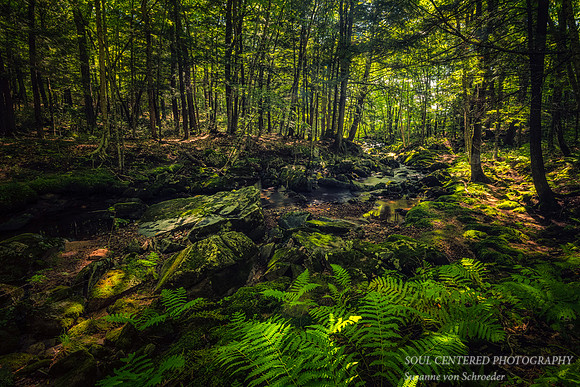 Magical forest scene with creek