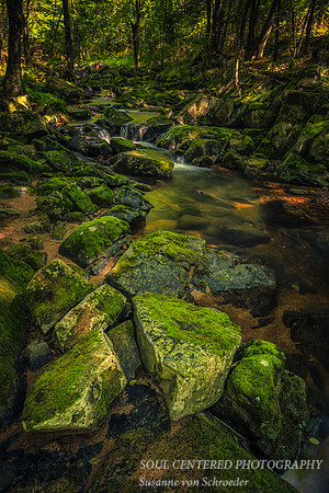 Magical forest scene with creek 2
