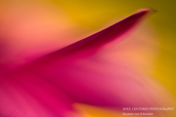 Echinacea petal LB