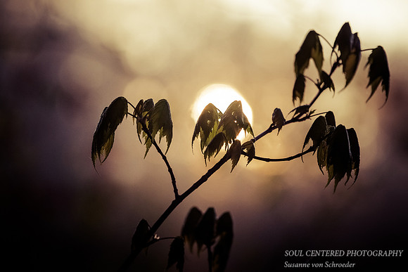 Young Maple leaves