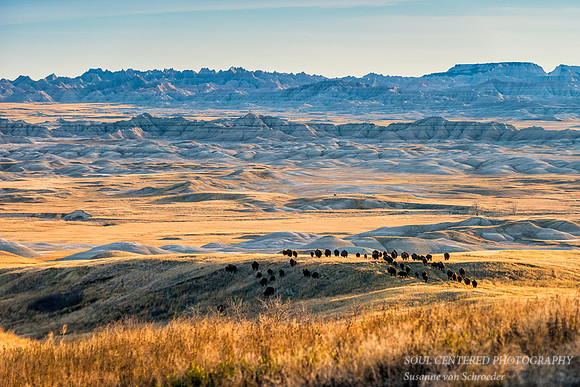 Bison herd