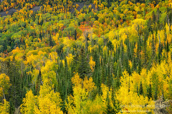 Fall forest, texture and colors - at Susie Islands overlook