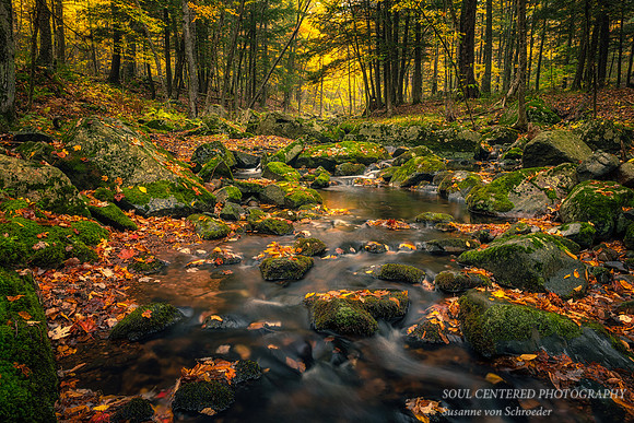 Creek and autumn leaves, 2020 1