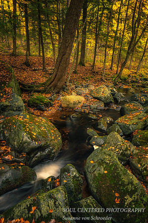 Creek and autumn leaves, 2020 2