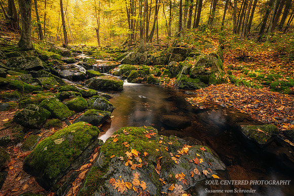 Creek and autumn leaves, 2020 3