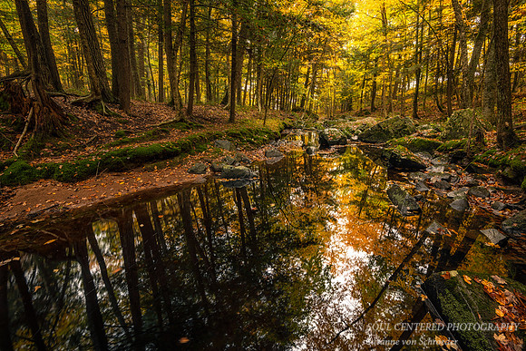 Creek with reflections & autumn leaves, 2020 2