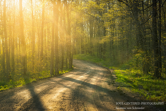 Sunlit road, spring 1
