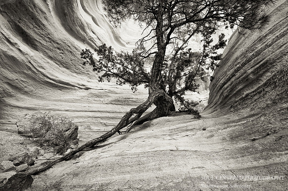 Tree, Tent Rocks, NM bw