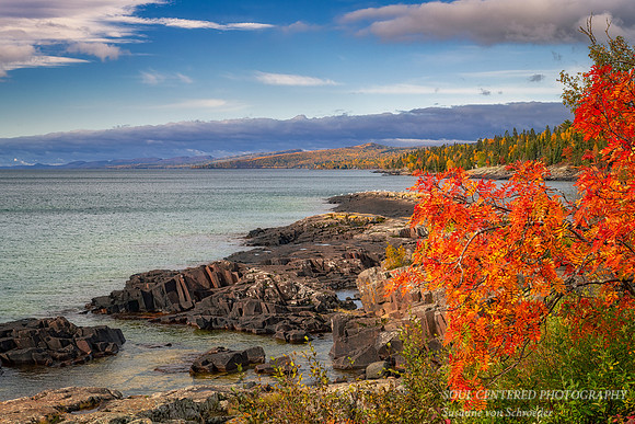 Lake Superior shoreline with Mountain Ash tree