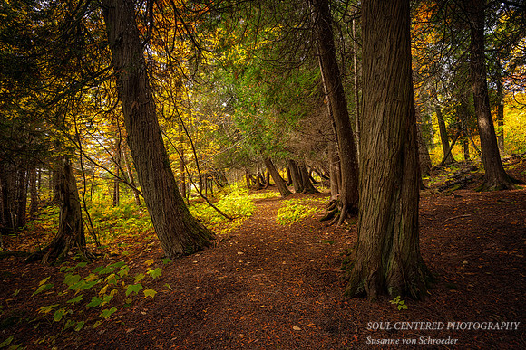 Path amongst Cedar trees