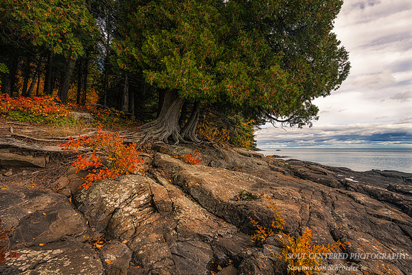 Shoreline and Cedar trees