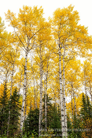 Golden Aspen trees & spruce