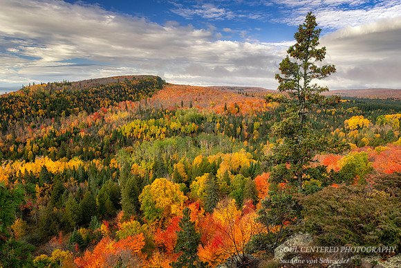 Autumn scene at Oberg Mtn., 2020 4
