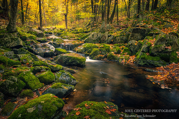 Creek and autumn leaves, 2020 4