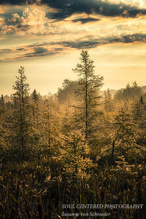 Sunrise in a bog 1