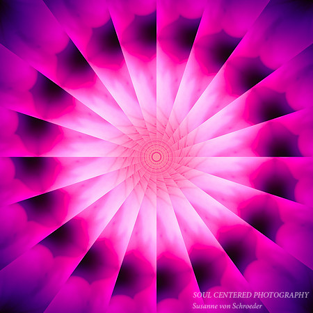 Petunia swirl
