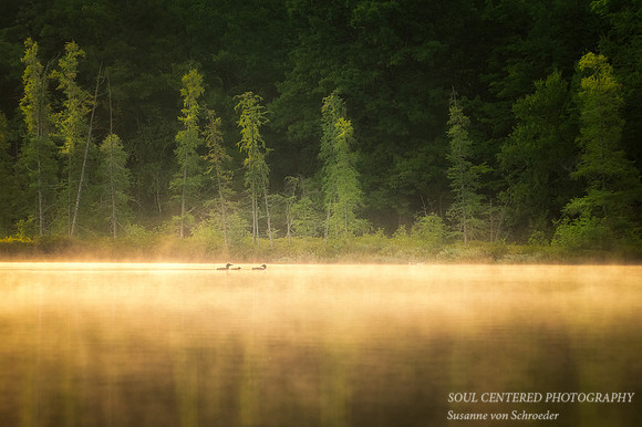Loon family in morning fog 2