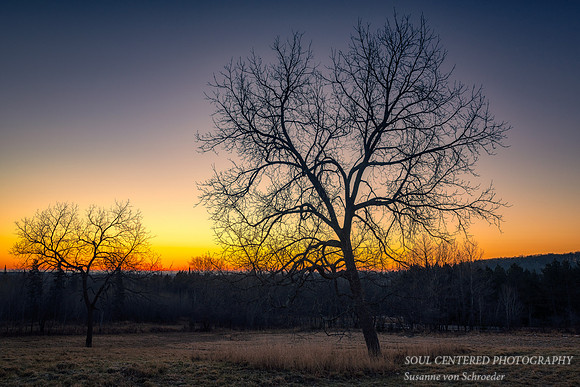 December dawn with tree, Blue Hills