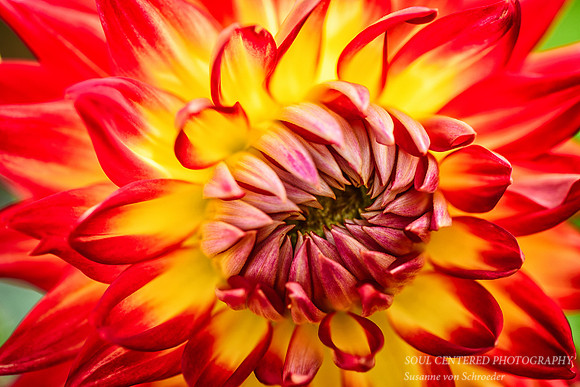 Dahlia, orange & yellow
