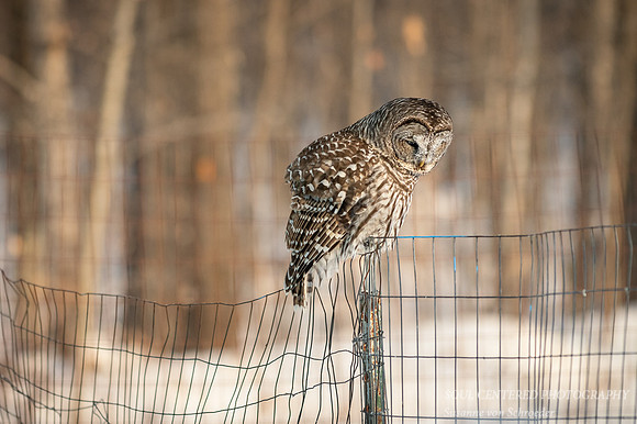 Barred Owl, frost in face 3