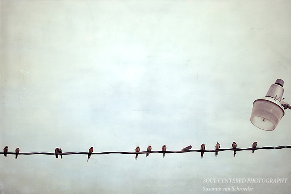 Swallows on wire