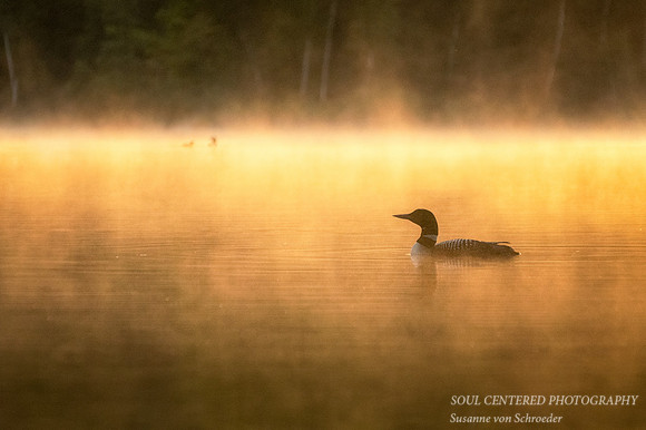 The Guardian - male Loon