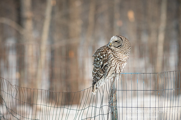 Barred Owl, frost in face 2