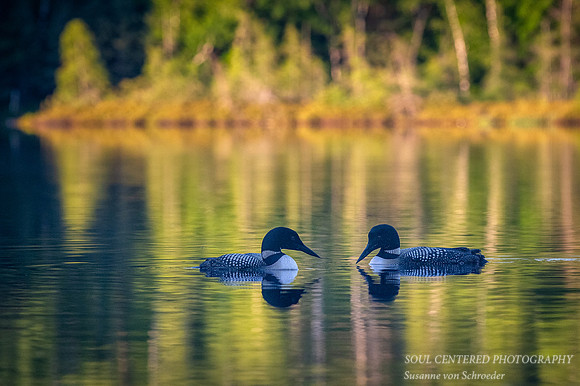 Loon pair 3