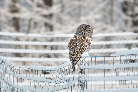 Barred Owl, closed eyes 2