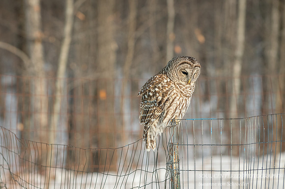 Barred Owl on fence 5