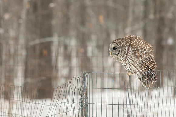 Barred Owl on fence 3