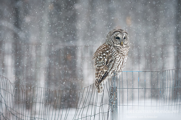 Barred Owl in snow fall 3