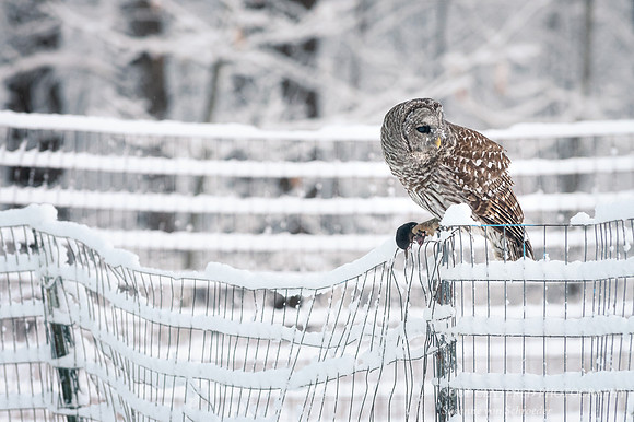 Barred Owl with mole 1