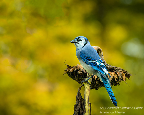 Handsome Blue Jay