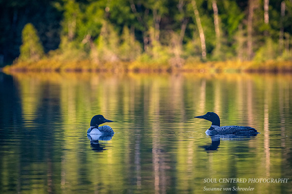 Loon pair 2