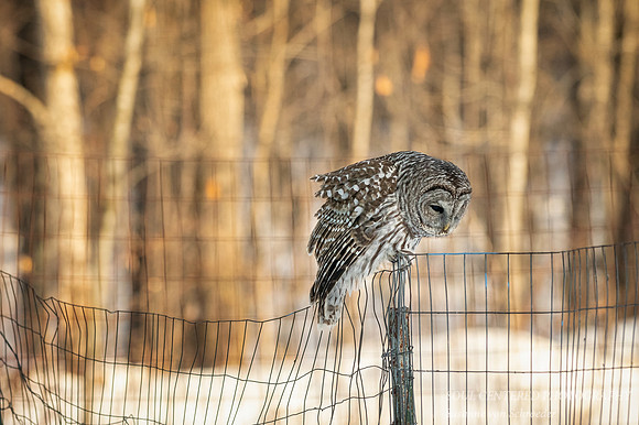 Barred Owl, getting ready to fly