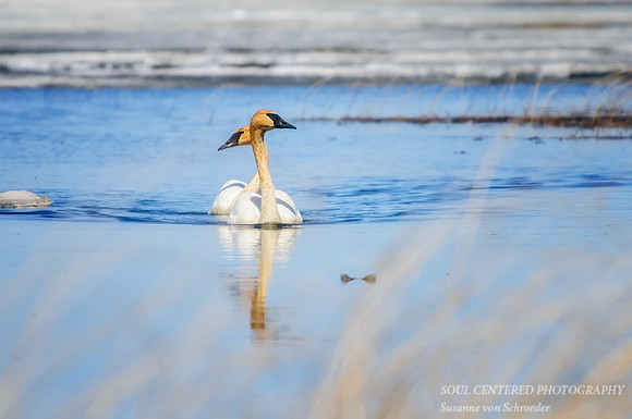 Trumpeter Swans 1