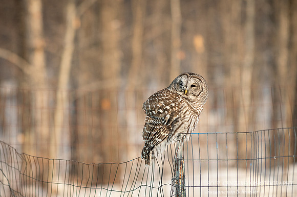 Barred Owl, frost in face 4
