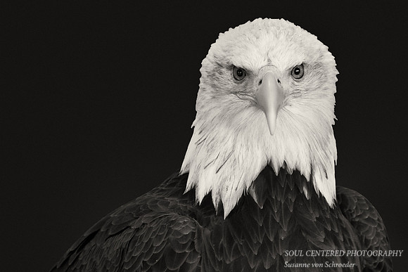 Eagle BW