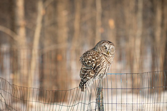 Barred Owl, frost in face 5