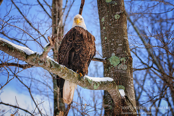 Eagle 3 spring