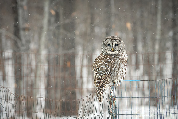 Barred Owl on fence 2