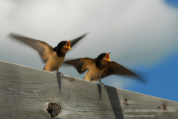 Swallows 2