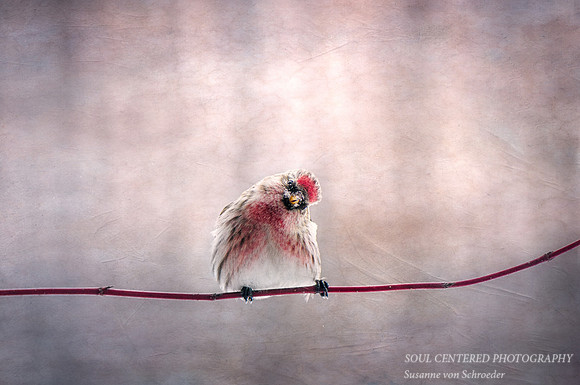Bird, Common Redpoll