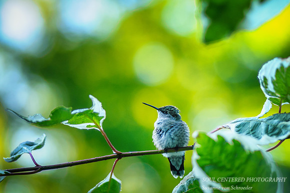 Hummingbird on branch