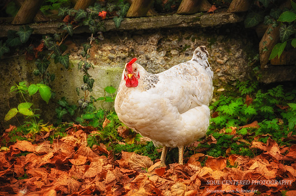 Chicken, white