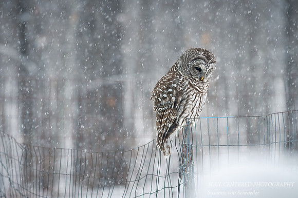 Barred Owl in snow fall 2