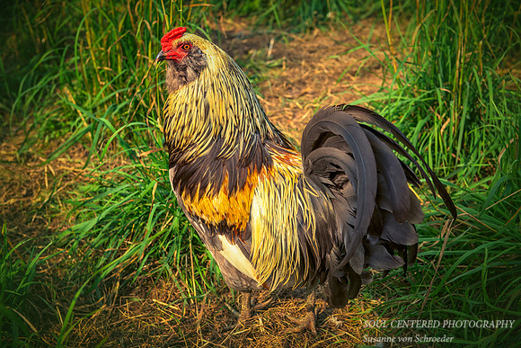 Chicken, rooster
